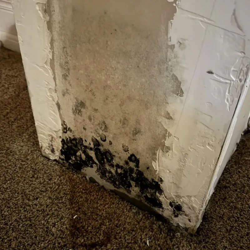 Professional Mold Removal in Farmersville, OH